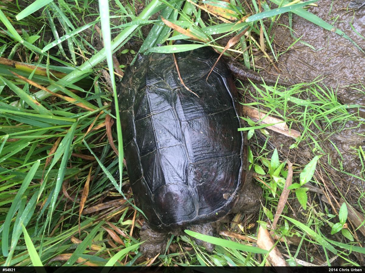 Snapping Turtle