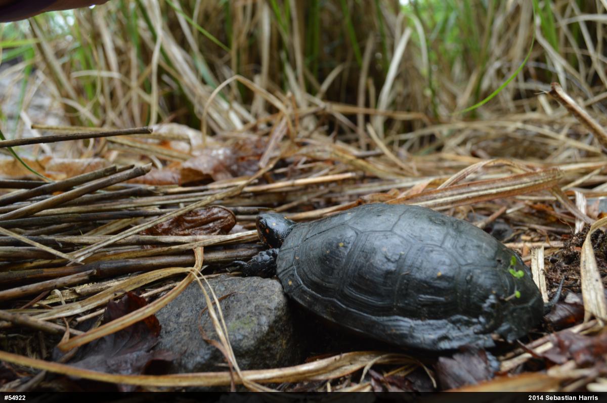 Spotted Turtle