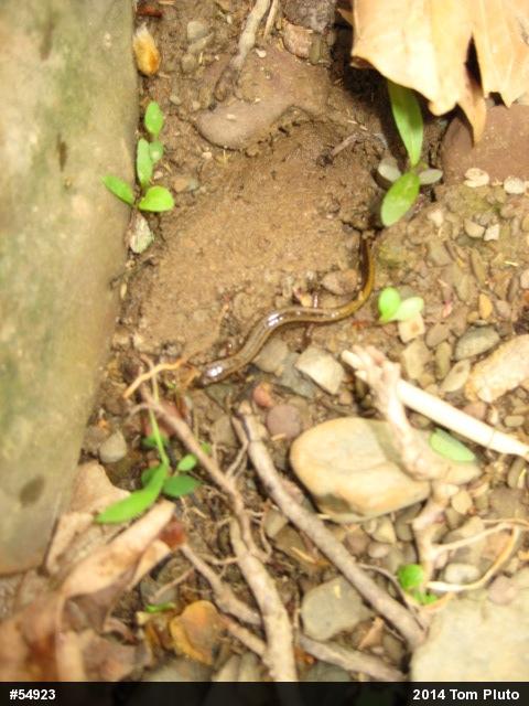 Northern Two-lined Salamander
