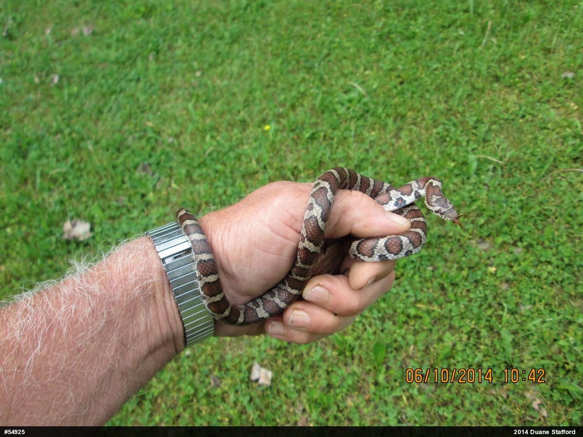 Eastern Milksnake