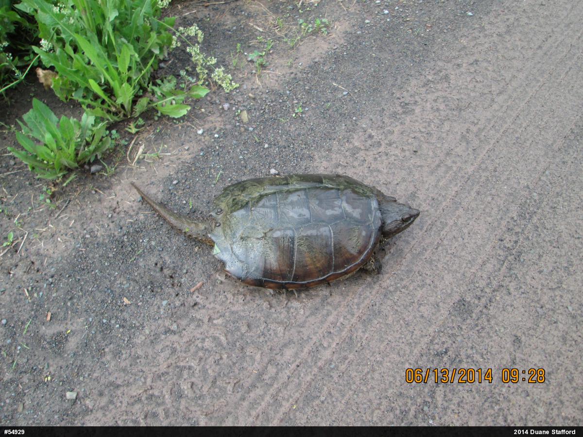 Snapping Turtle