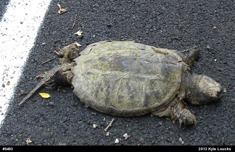 Snapping Turtle