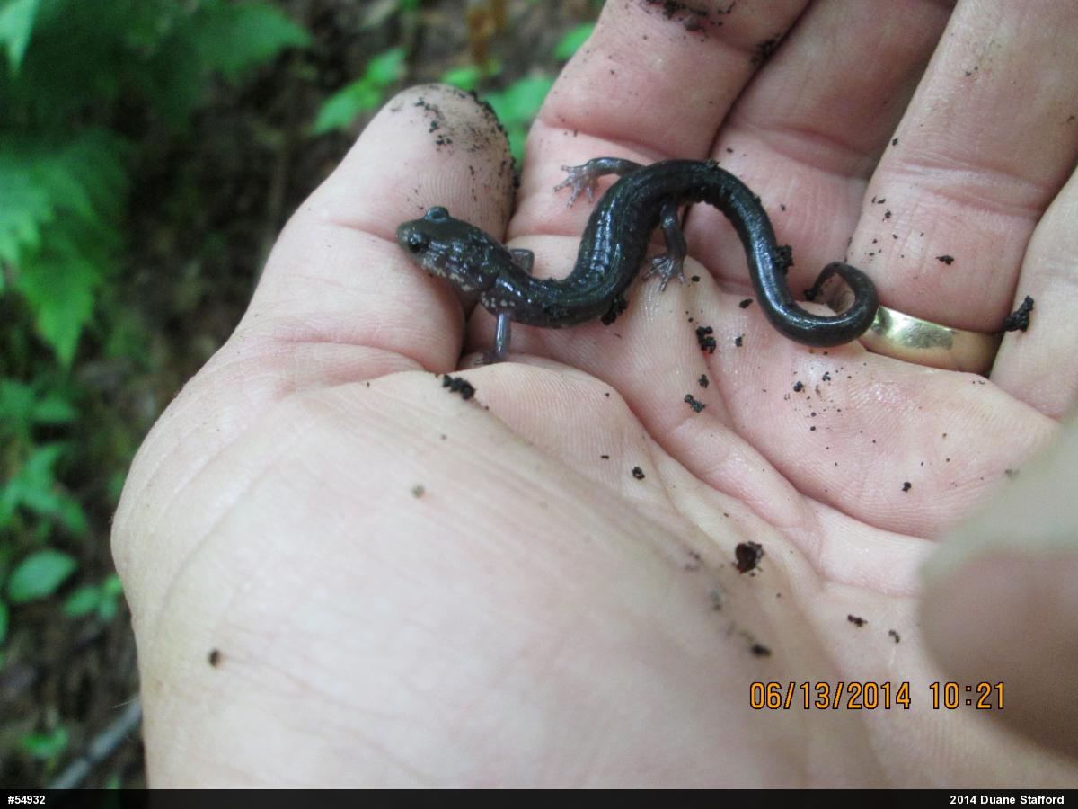 Wehrle's Salamander