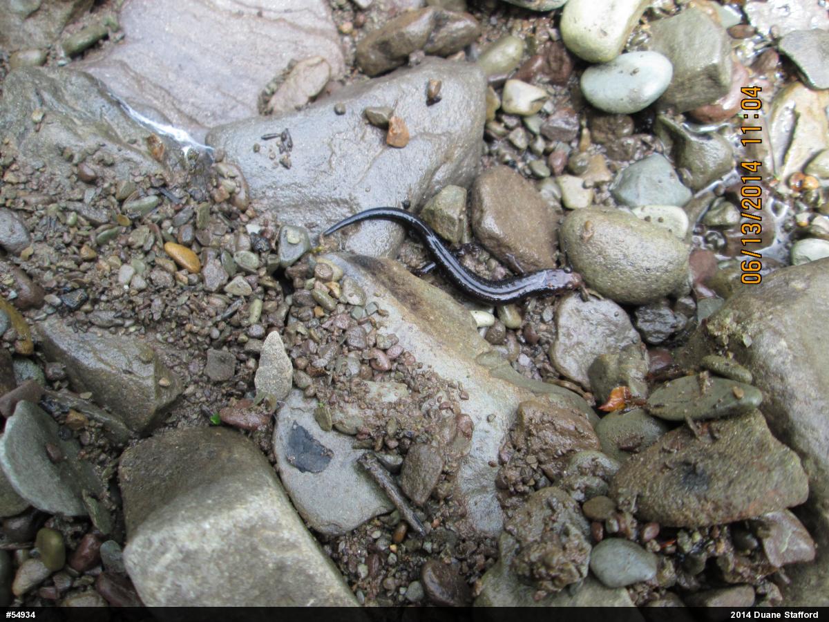 Allegheny Mountain Dusky Salamander