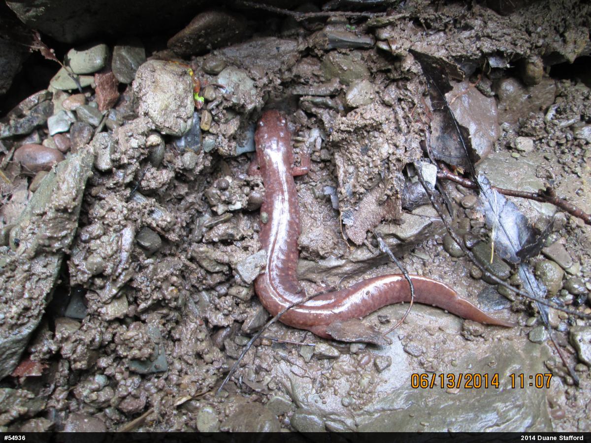 Northern Spring Salamander
