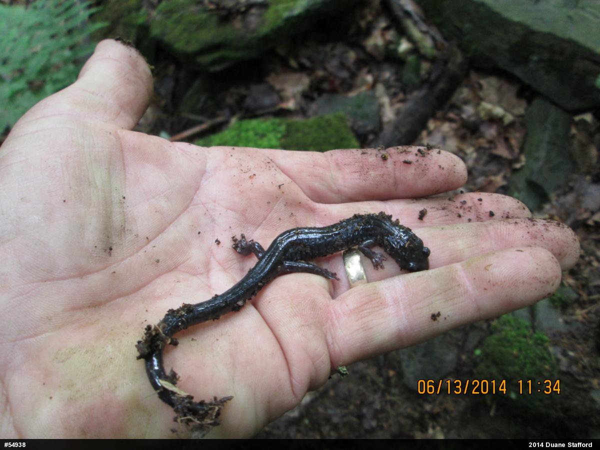 Wehrle's Salamander