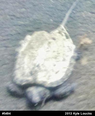Snapping Turtle