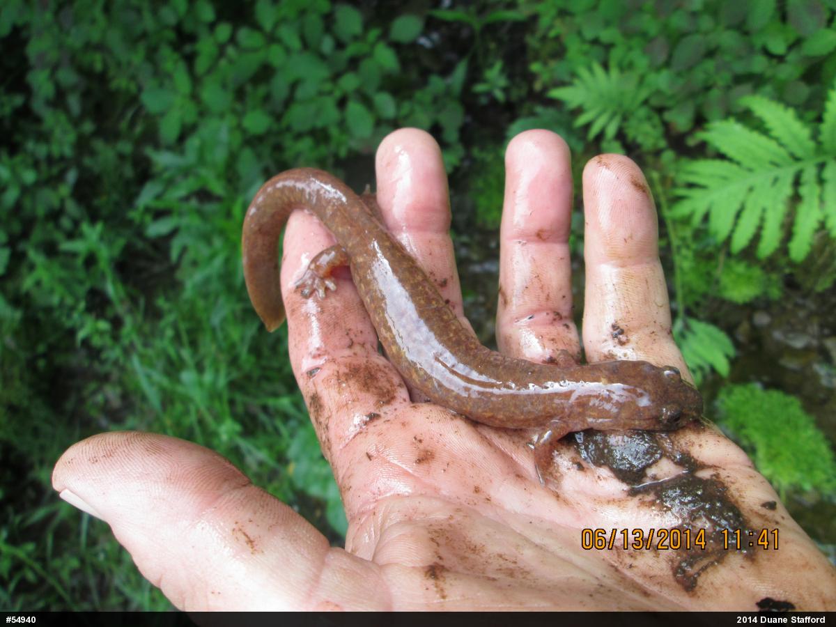 Northern Spring Salamander