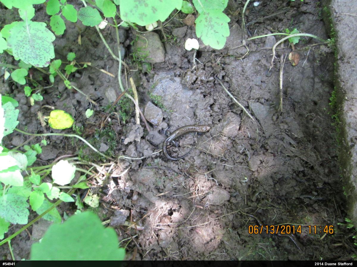 Allegheny Mountain Dusky Salamander