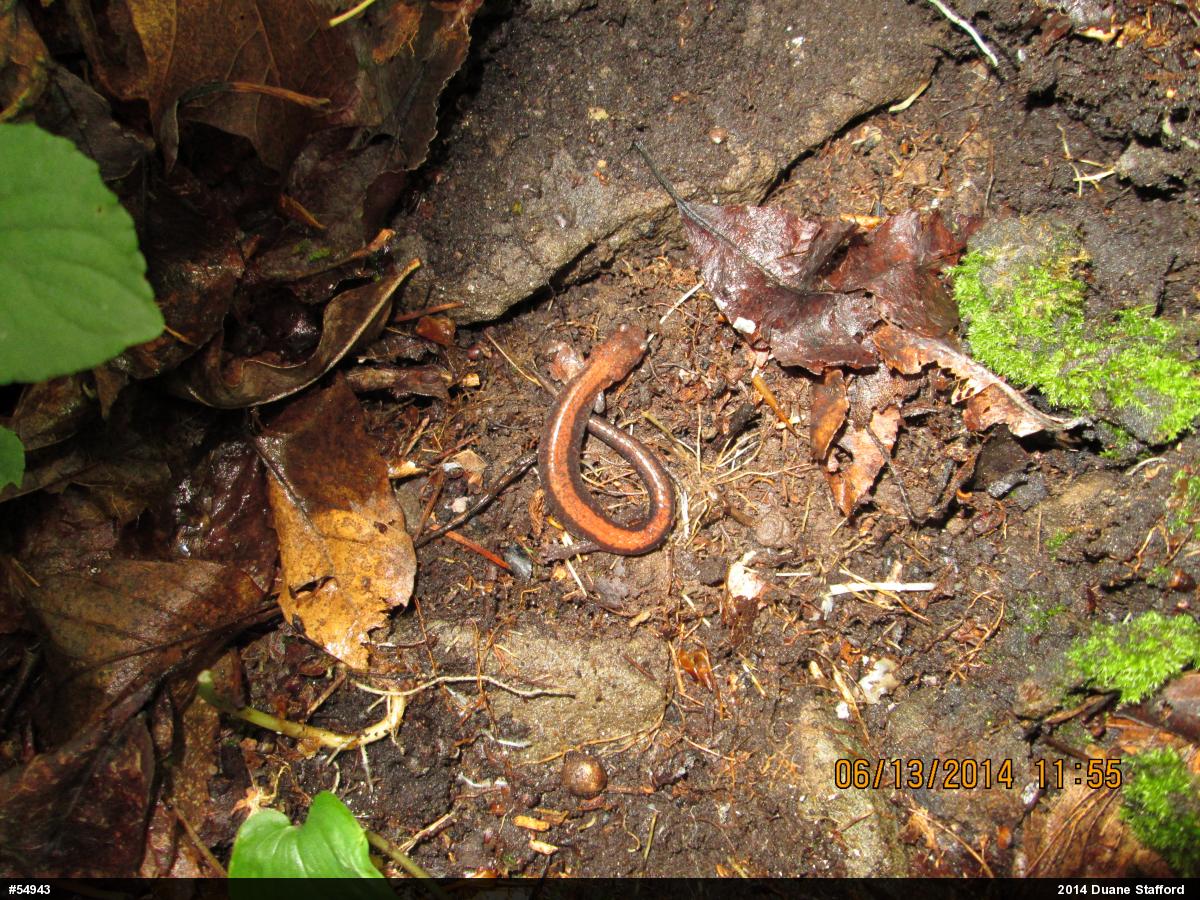 Eastern Red-backed  Salamander