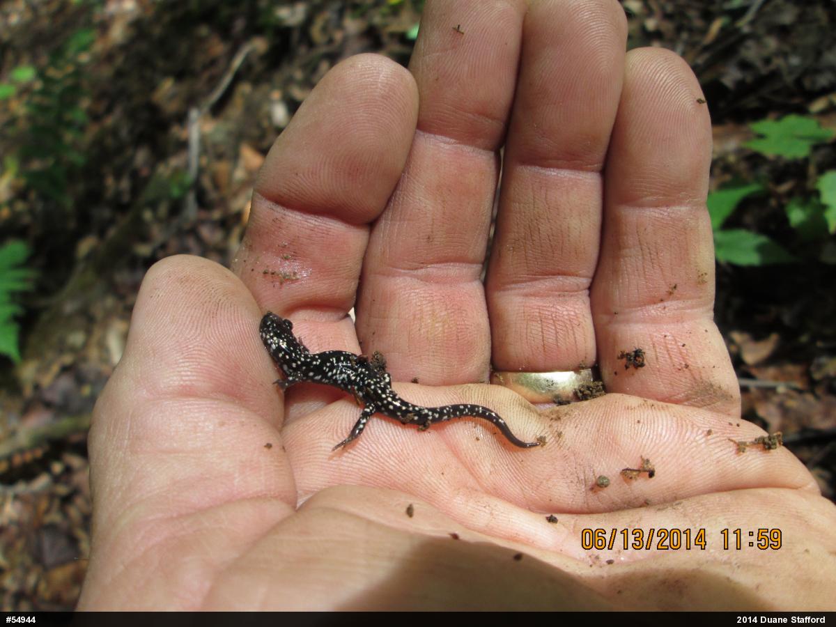 Northern Slimy Salamander