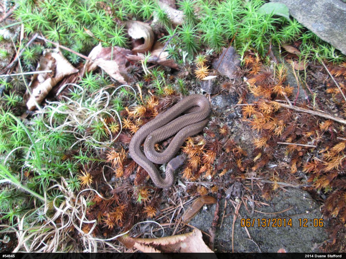 Red-bellied Snake