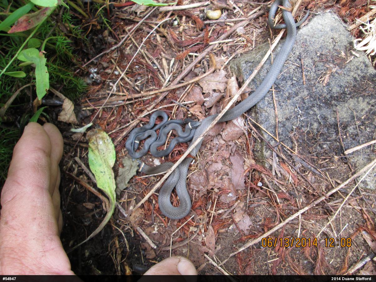 Northern Ring-necked Snake