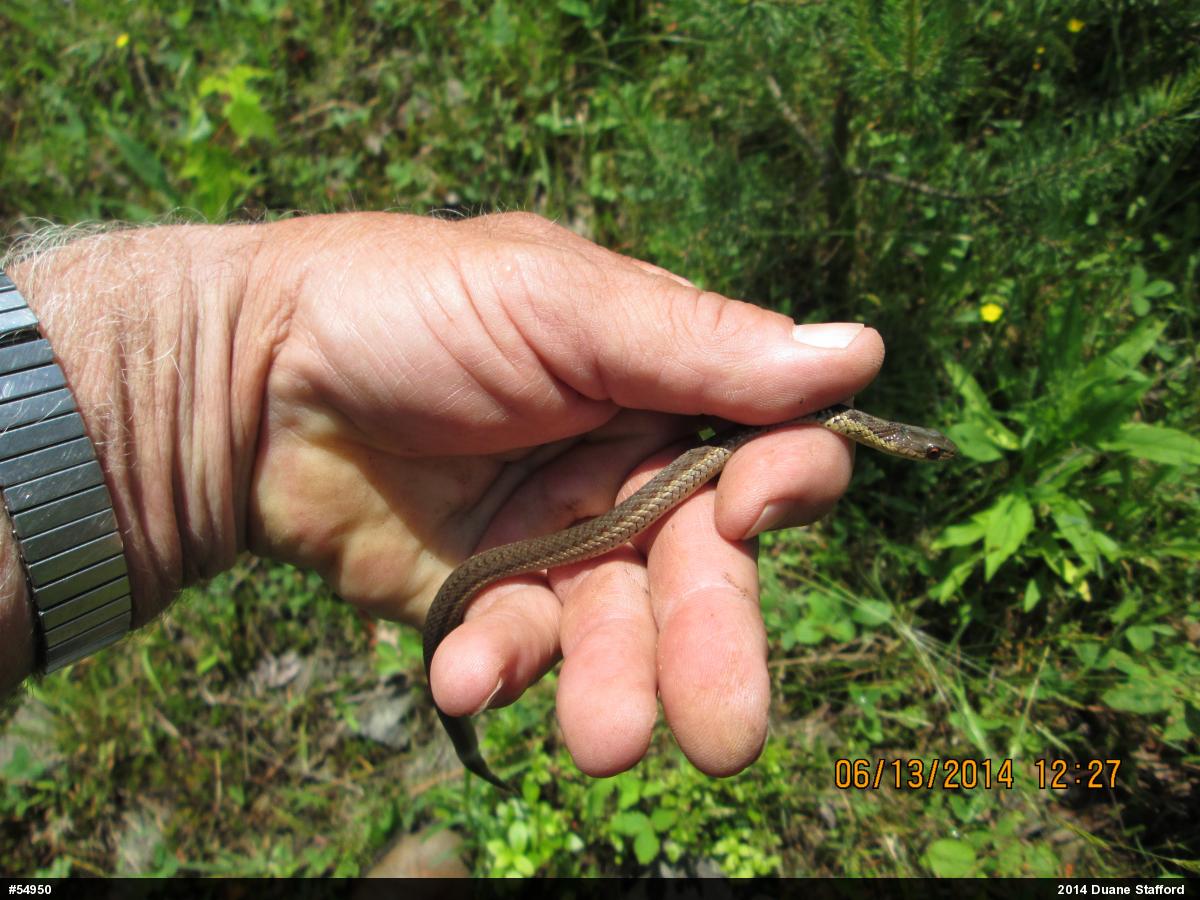 Eastern Gartersnake