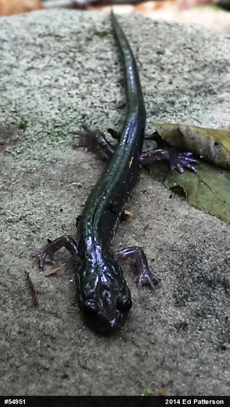 Wehrle's Salamander