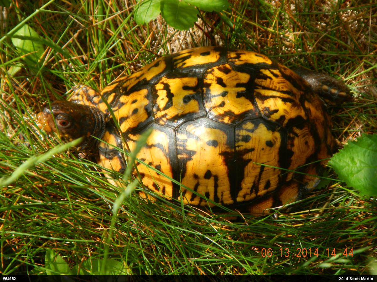 Eastern Box Turtle