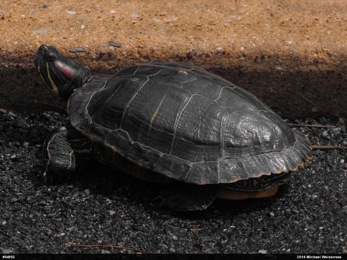 Red-eared Slider