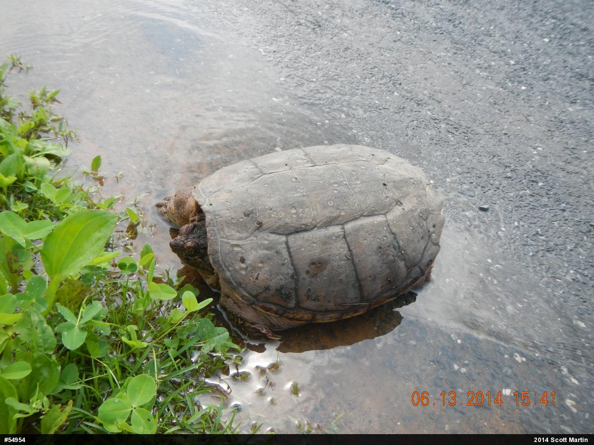Snapping Turtle