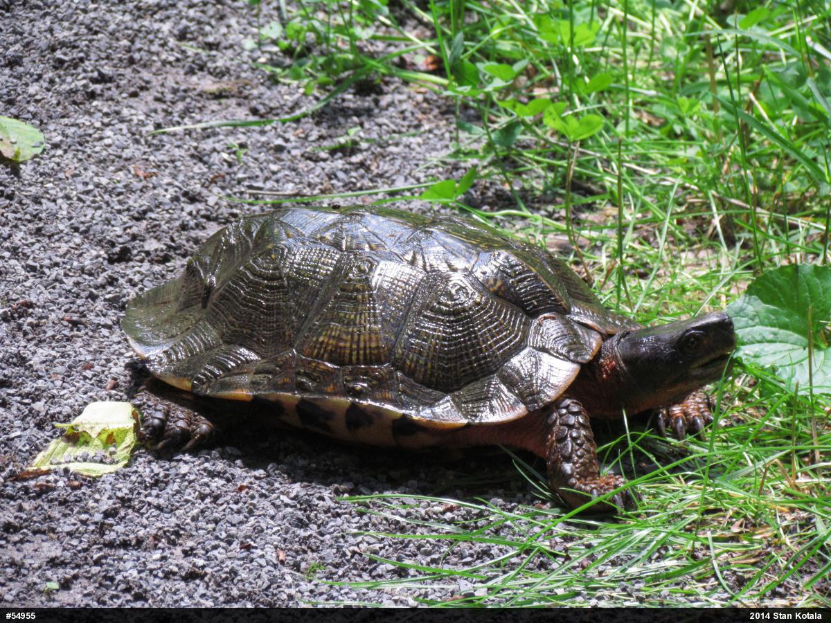 Wood Turtle