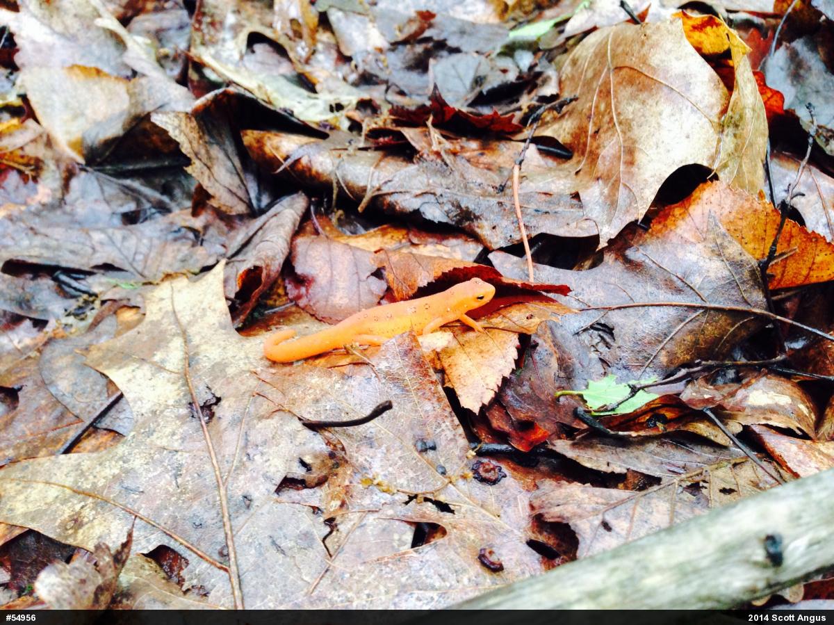 Red-spotted Newt