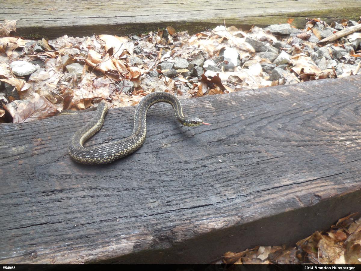 Eastern Gartersnake