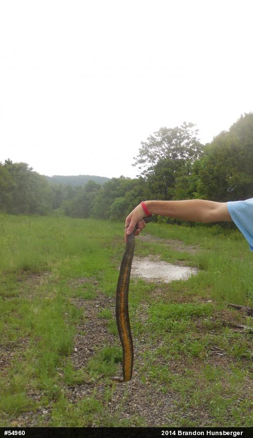 Northern Watersnake