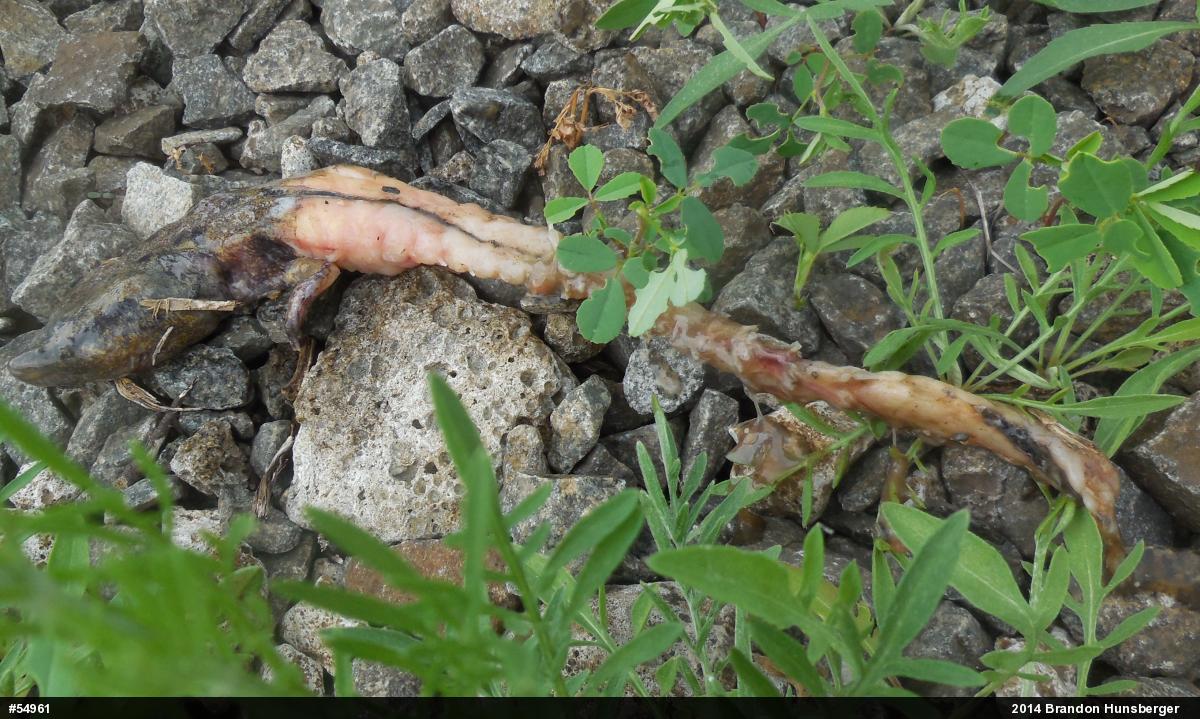 Common Mudpuppy
