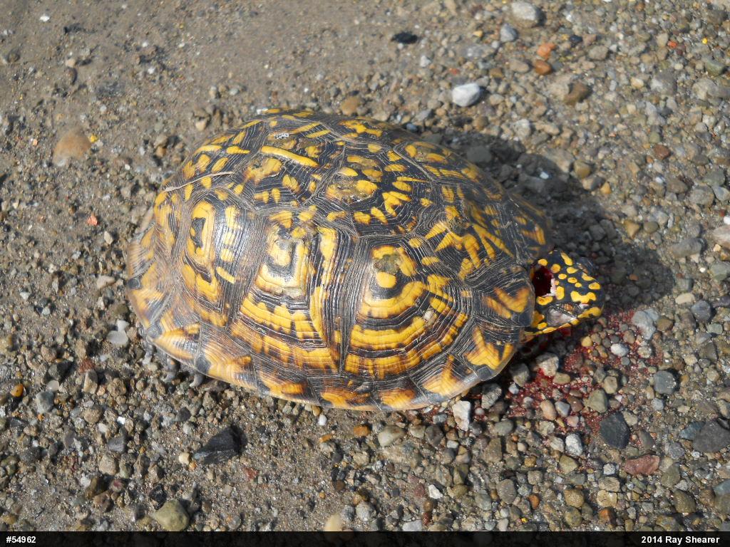 Eastern Box Turtle