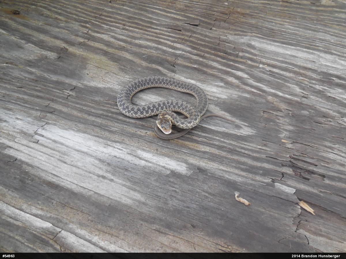 Eastern Gartersnake