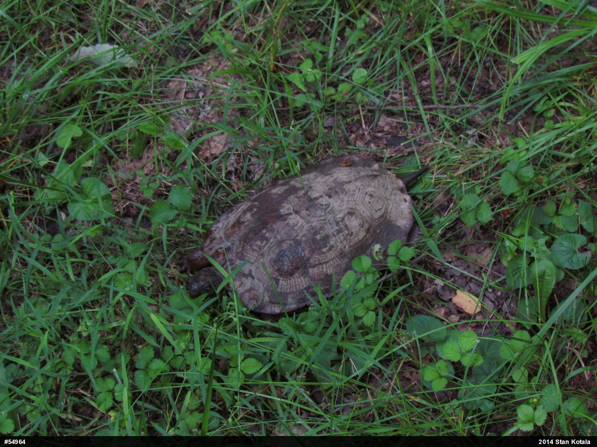 Wood Turtle