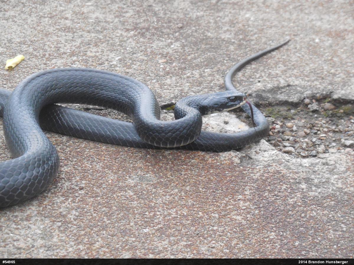 Northern Black Racer