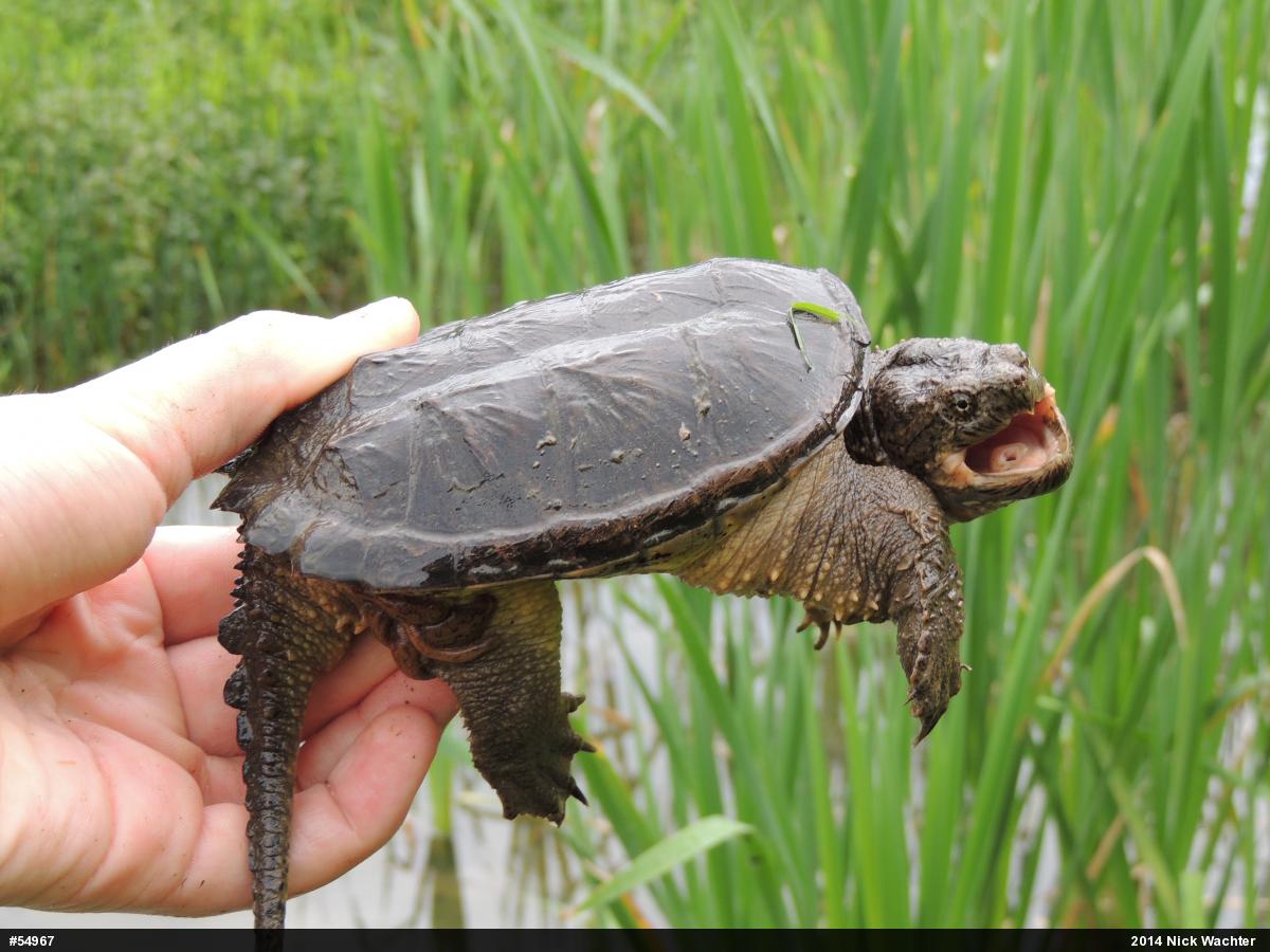 Snapping Turtle