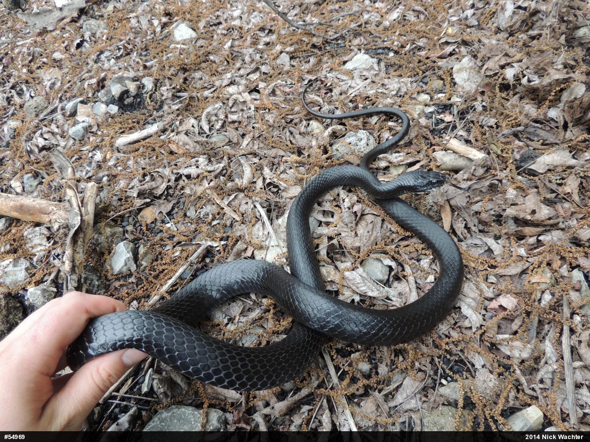 Northern Black Racer