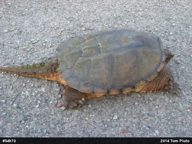Snapping Turtle