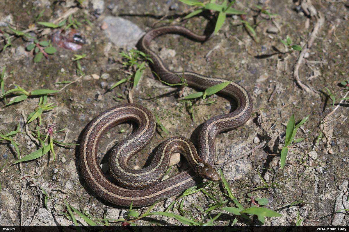 Shorthead Gartersnake