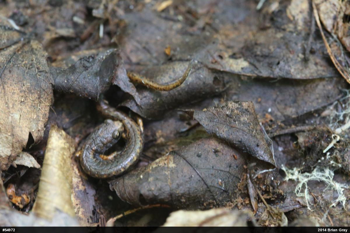 Four-toed Salamander