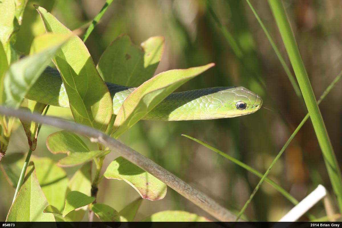 Smooth Greensnake