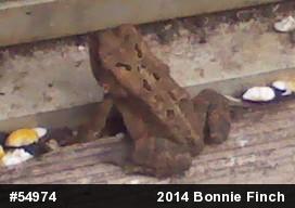 Eastern American Toad