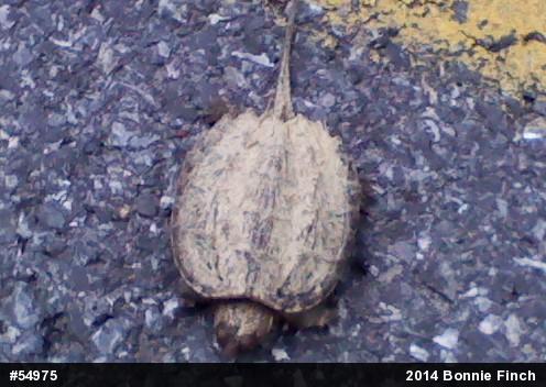 Snapping Turtle