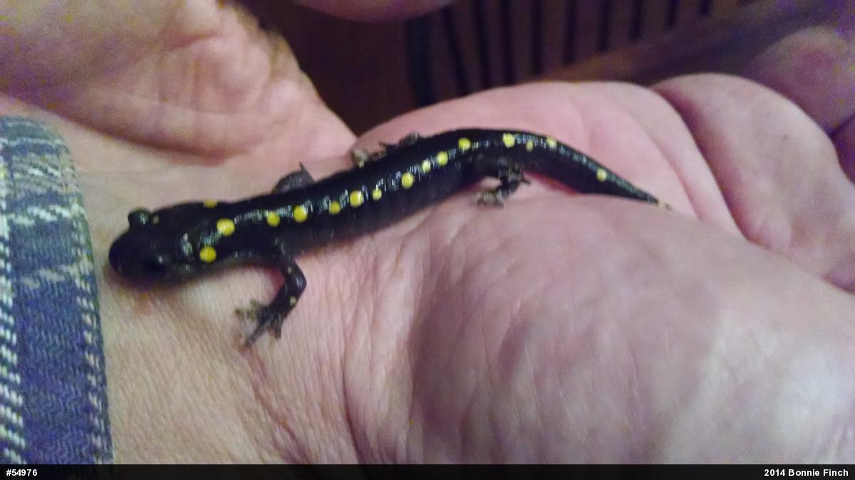Spotted Salamander