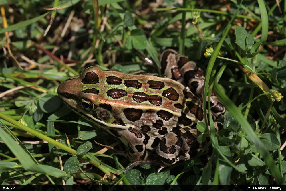Northern Leopard Frog