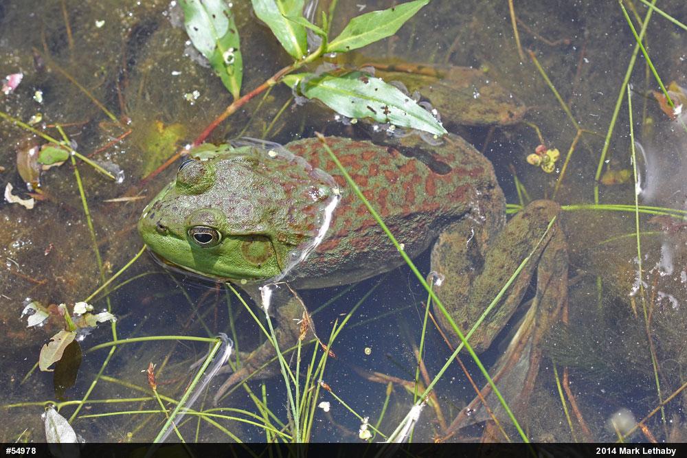 American Bullfrog