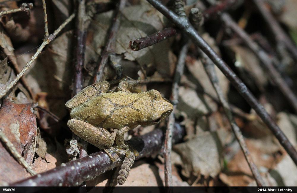 Spring Peeper
