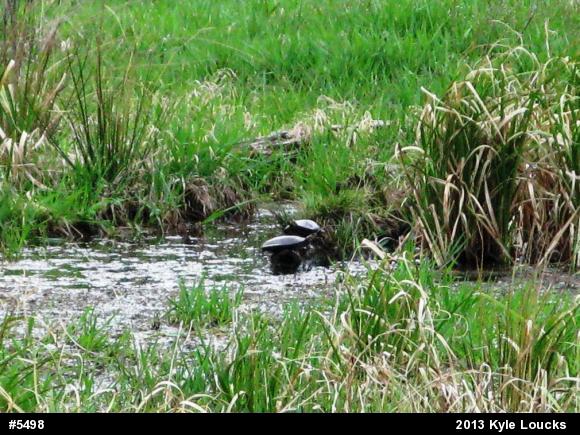 Midland Painted Turtle