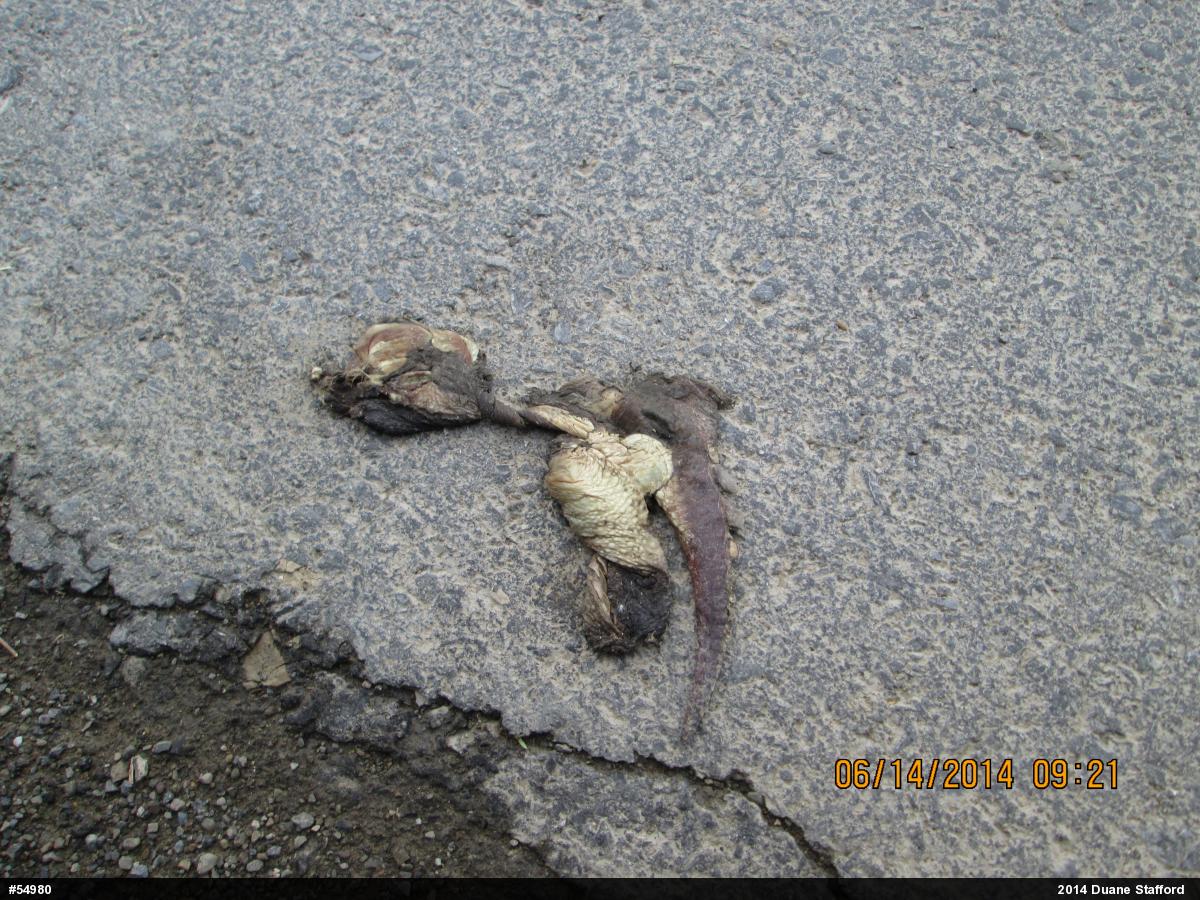 Snapping Turtle