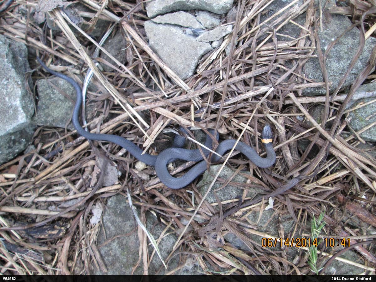 Northern Ring-necked Snake