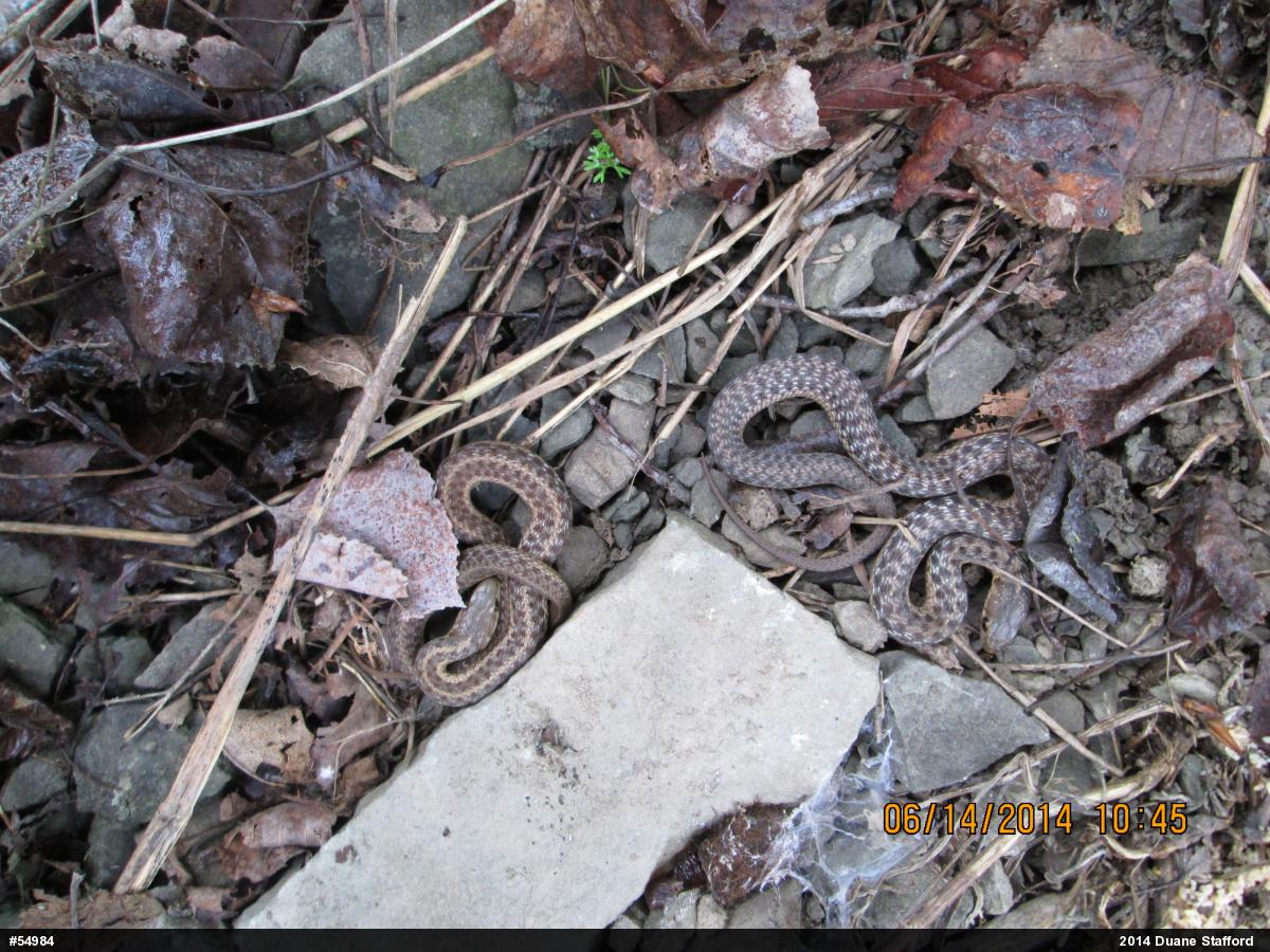 Eastern Gartersnake