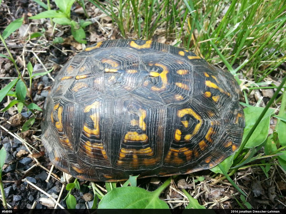 Eastern Box Turtle