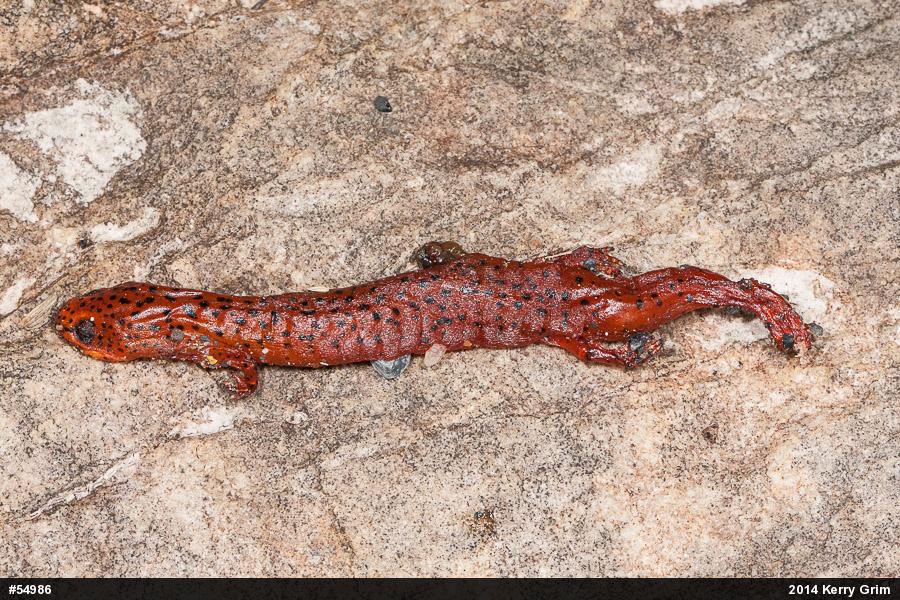 Northern Red Salamander