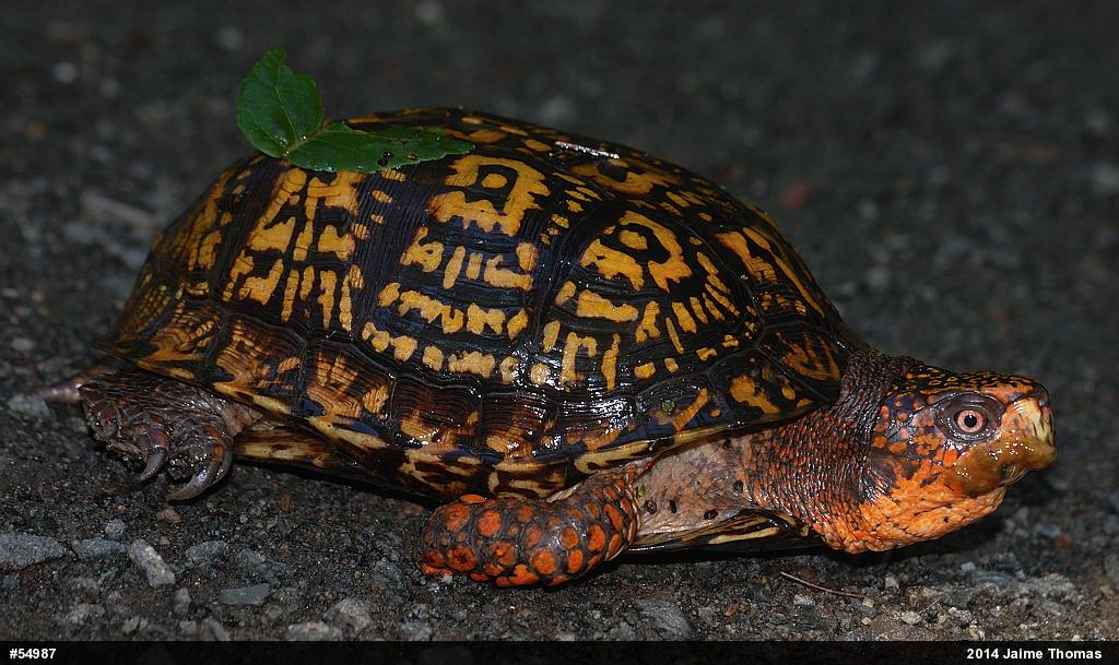 Eastern Box Turtle